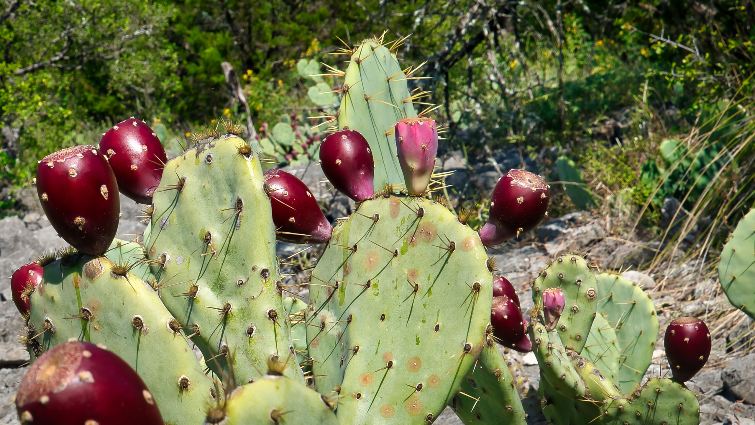 Palm heavy with fruit