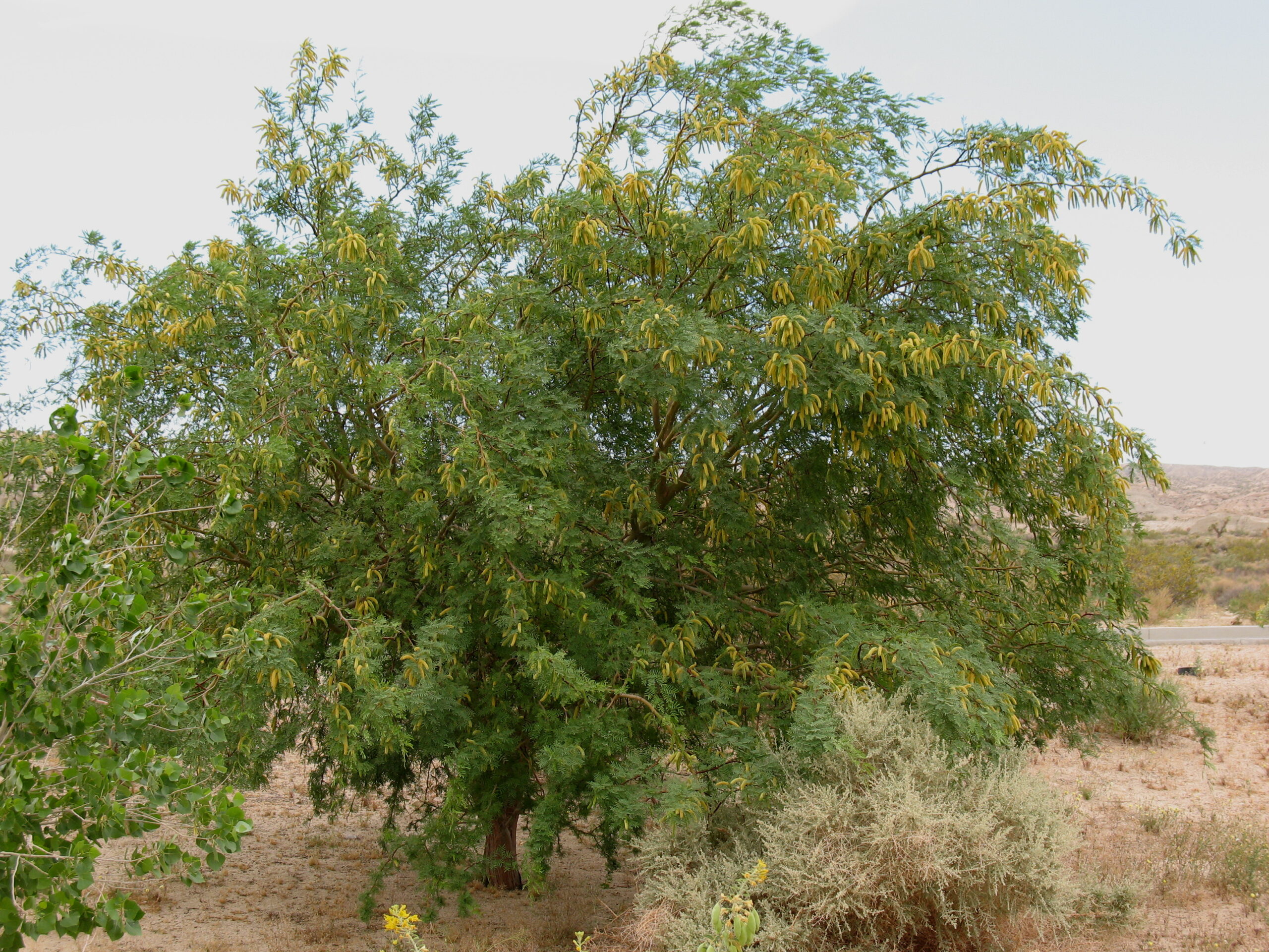 Palm heavy with fruit